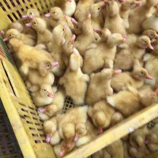 南宁 樱桃谷白鸭苗
