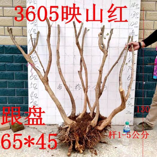  杜鹃树桩杜鹃树