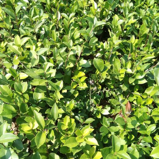 兴义市 油茶苗