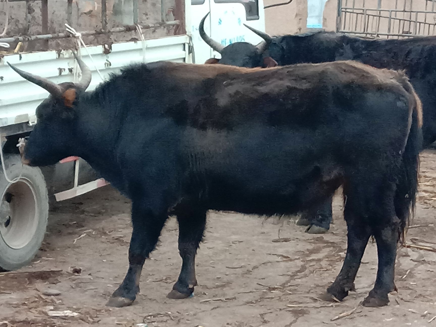 礼县 常年有放牧大犏牛。需要的顾客联系