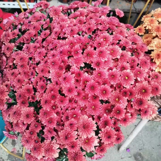 青州市荷兰菊苗 荷兰球菊