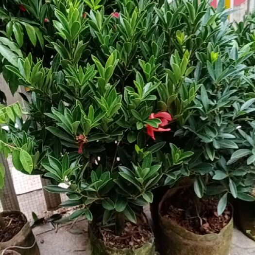 防城港红茶树苗 嫁接苗 0.5~1米