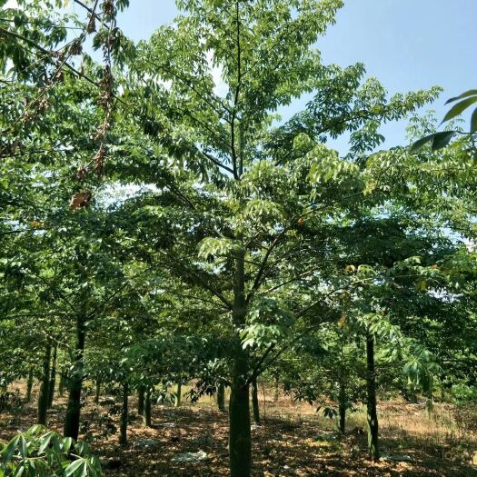 普宁市大腹木棉15-40公分全冠假植苗落叶大乔木