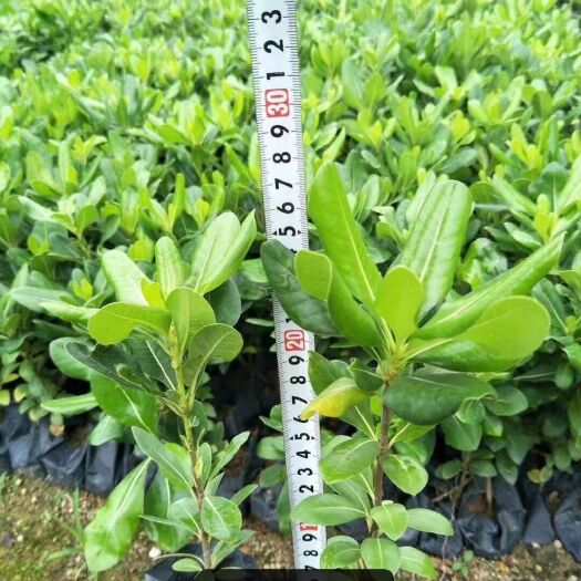 昆明海桐 国家增用土地，欢迎咨询，采购