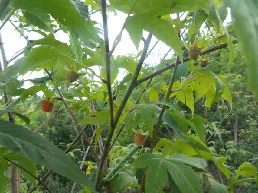 茶叶 绿茶甜茶叶 刺儿茶 天然香甜的味道  有原叶和颗粒两种