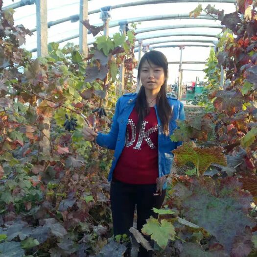 平邑县 甜蜜蓝宝石葡萄苗阳光玫瑰藤稔葡萄苗基地直销批发价