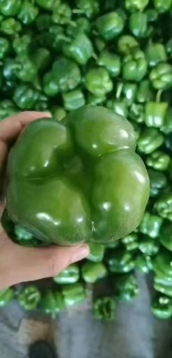 凌源市 圆椒  青椒  质量优