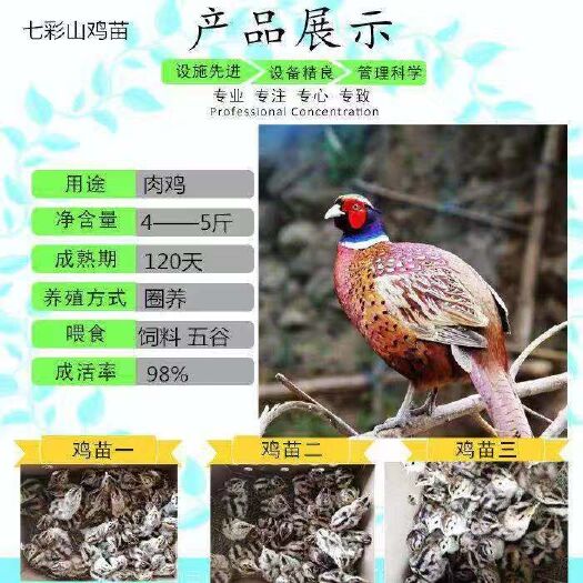 南宁山鸡苗 诚信交易孵化场直销一手货源，质量保证技术指导
感兴趣的话给我