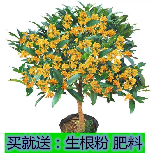 平邑县金桂  盆栽地栽都可以 当年开花 香味浓郁