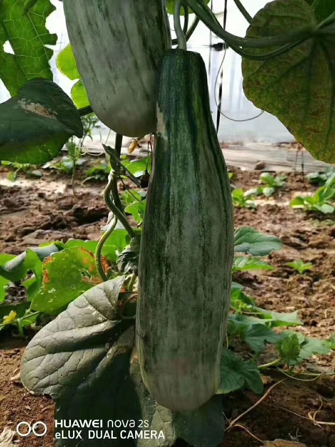 寿光市羊角蜜甜瓜苗 羊角蜜苗子‘