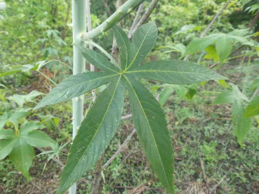 茶叶 绿茶甜茶叶 刺儿茶 天然香甜的味道  有原叶和颗粒两种