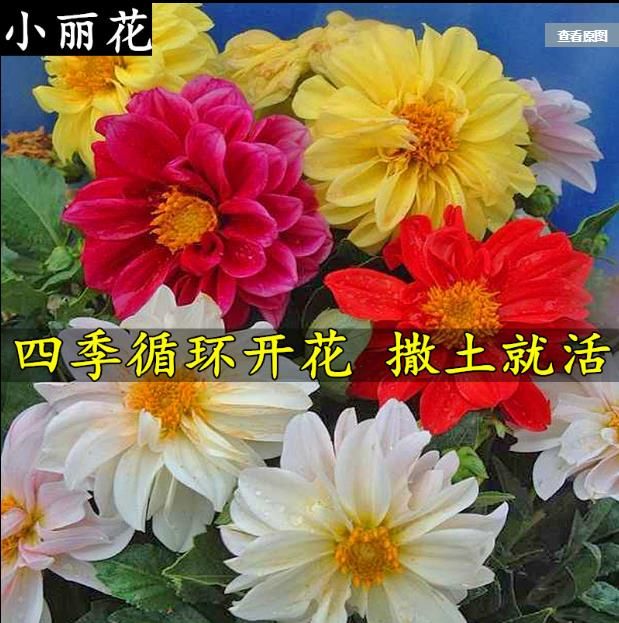 沭阳县 小丽花种子多年生室外观赏花卉阳台盆栽庭院绿化四季易种花籽春播