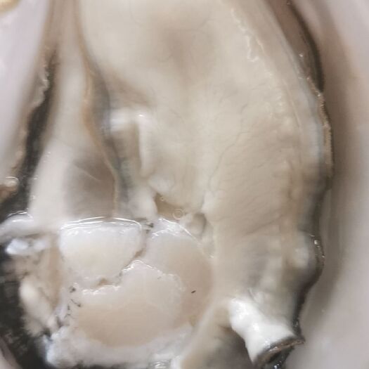 阳西县乳山牡蛎 肥度好大小均匀