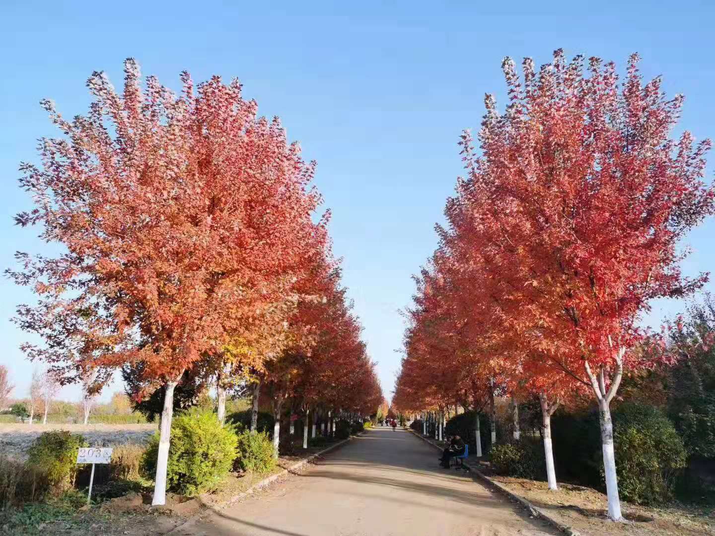 美国红枫秋火焰 红点 红冠红枫1-30公分大量供应