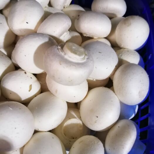 洛阳奥吉特双饱白菇4-5cm、价格优惠、全年供应、欢迎来电合作