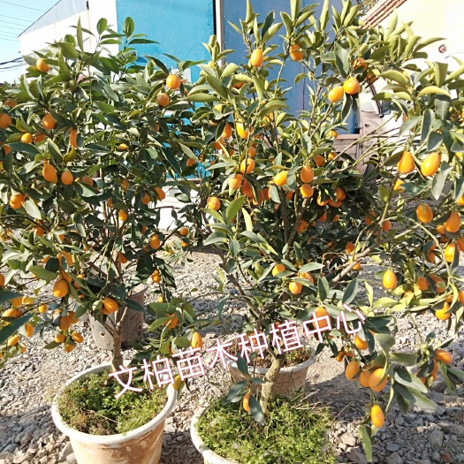 平邑县 金桔苗 脆皮金桔树苗盆栽 果实多多 可食 带果发货