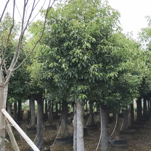 益阳香樟栾树桂花广玉兰朴树
