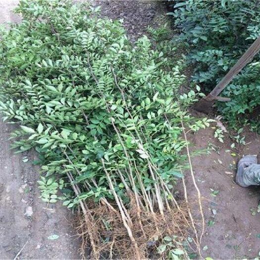 泰安 大红袍花椒苗
