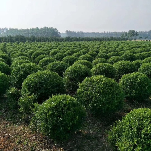 沭阳县球花石楠  石楠  黄杨   女贞球