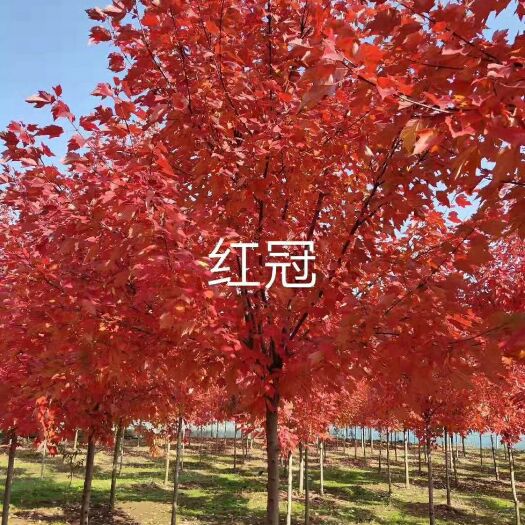 郯城县美国红枫  美国红冠红枫