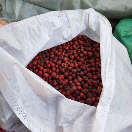 天津酸枣仁 出售大量酸枣干