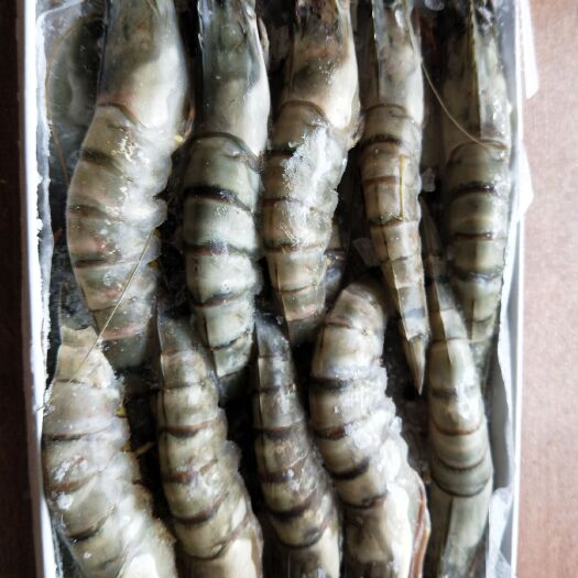 深圳 越南黑虎虾，草虾，对虾。货源稳定，欢迎来访