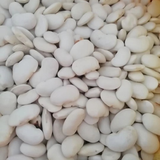 云龙县白芸豆 云南省大理州云龙云顶绿色白云豆花云豆