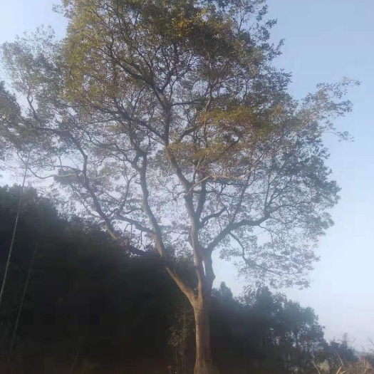 万年县 朴树供应