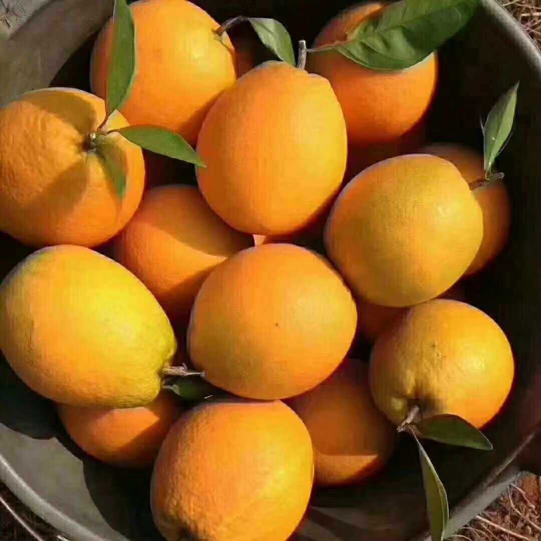 正宗赣南脐橙原产地供应规格60到100精品果
