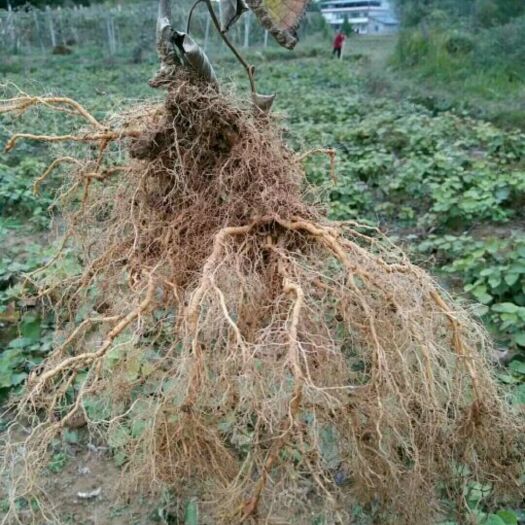 苍溪县红阳猕猴桃苗 苍溪红阳猕猴桃嫁接苗
