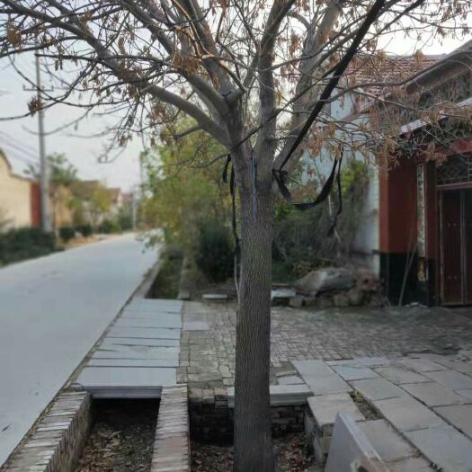 滨州老式白蜡 图片仅供参考，地里的比图片好直径16公分至25公分100余颗
