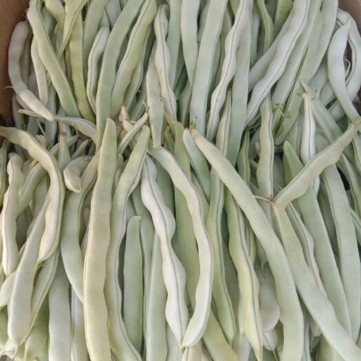凌源市 豆角