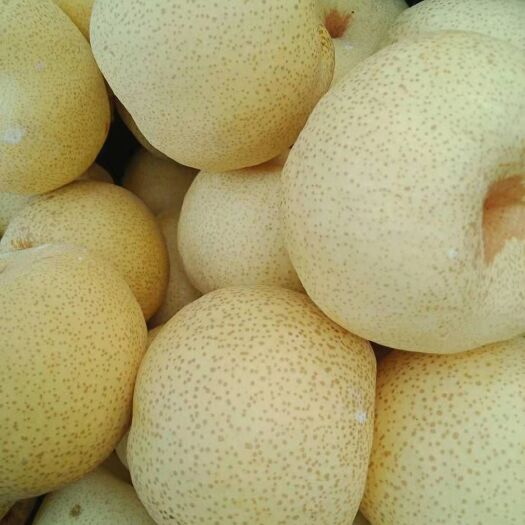 砀山县酥梨 80mm以上 250-300g