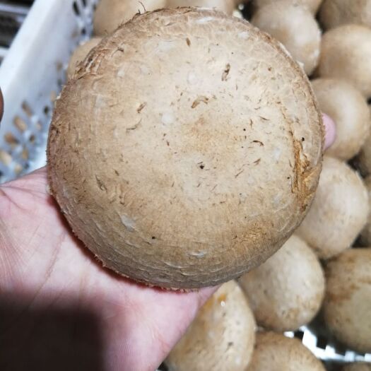 洛阳褐蘑菇5-10cm、保存时间长、全年供应稳定，价格优惠