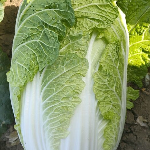 新野县蔬菜大棚  上述多品种优质蔬菜大上市，质量好价格低欢迎选购