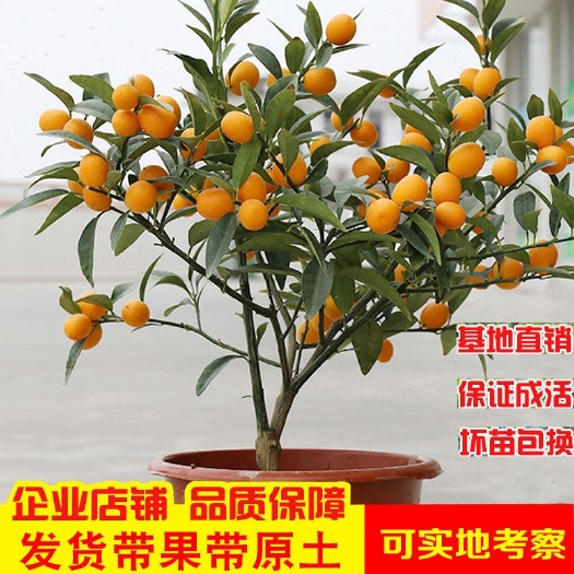 平邑县 金桔盆栽带果带盆发货纯甜脆皮金桔苗可食用橘子树苗金钱橘苗室