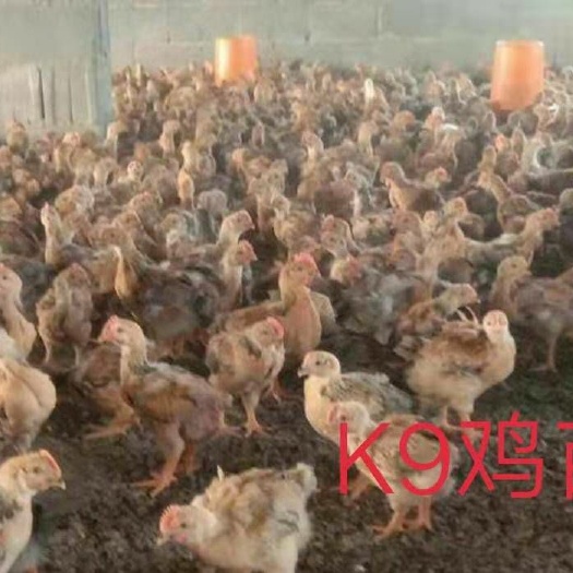 南宁 K9鸡苗
