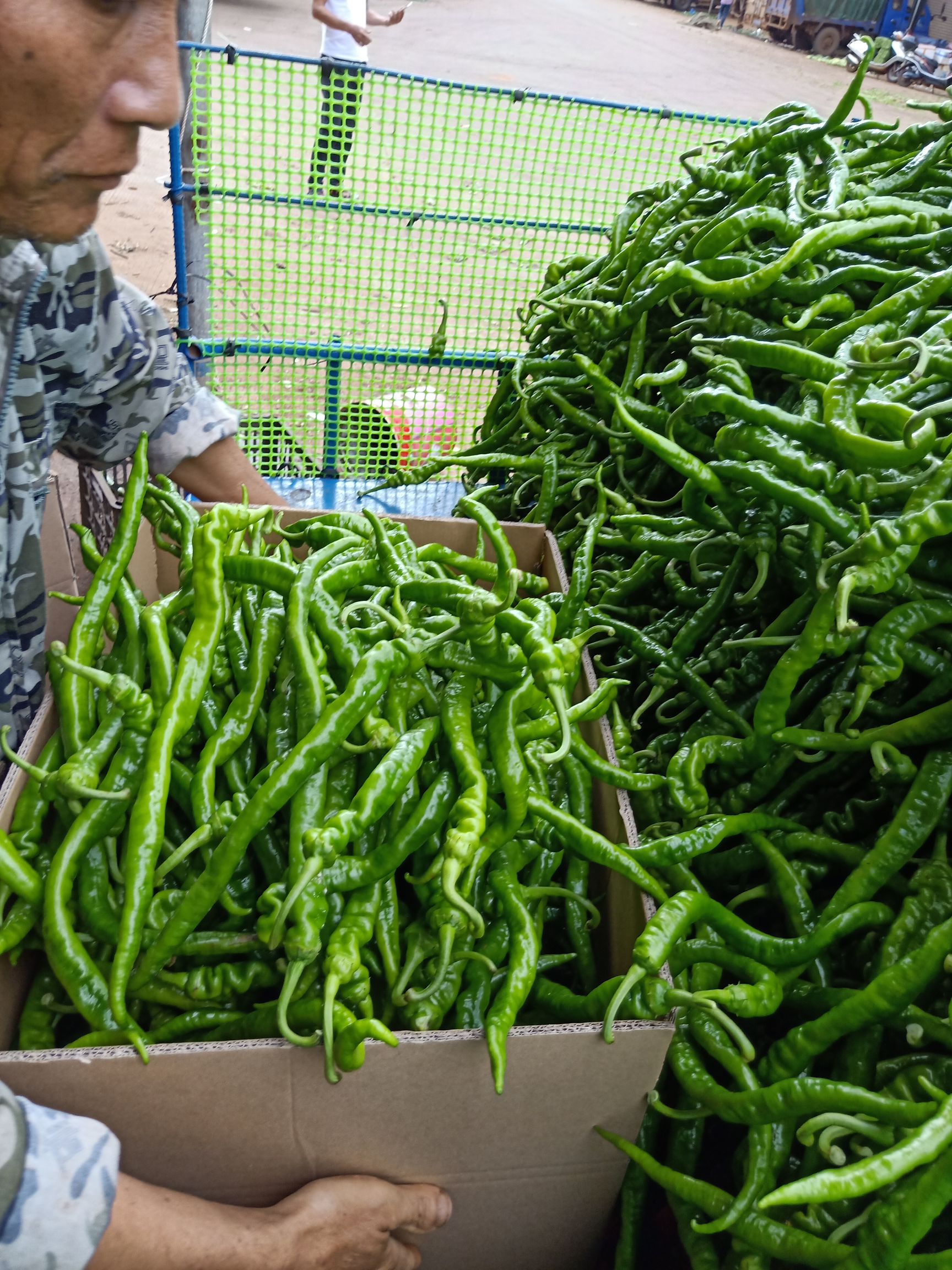 供应大厅  蔬菜 辣椒商品属性 品种名:线椒 长度:5