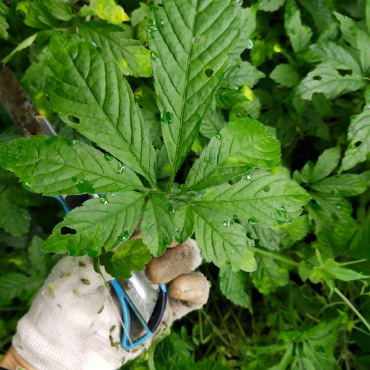 七叶胆 绞股蓝老根种苗，七叶 ，九叶
