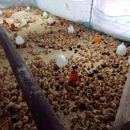 南宁土鸡苗 公