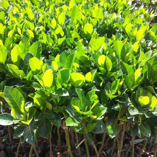 灵山县 泰国12号菠萝蜜苗
