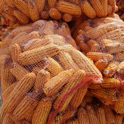 莘县玉米湿粮  玉米半干粮