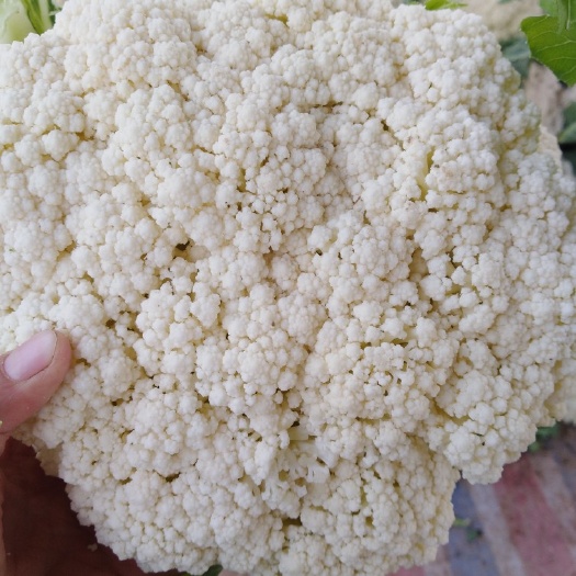 博爱县博爱 花菜  松花菜 青梗小米粒河南省焦作市博爱县