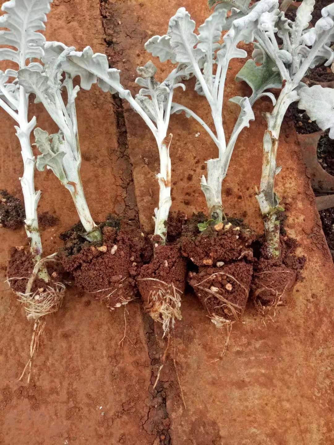 银叶菊银叶菊种苗银叶菊花种苗观赏叶