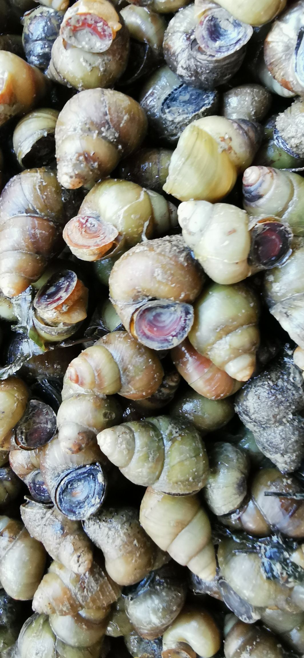 沭阳县石螺 螺蛳 籽螺 米螺薄壳石螺 人工 食用螺 饲料螺