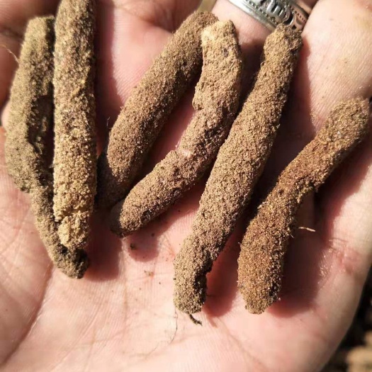 丰县蚂蚱卵 蚂蚱养殖 蚂蚱批发 东亚飞蝗养殖技术 蚂蚱养殖技术