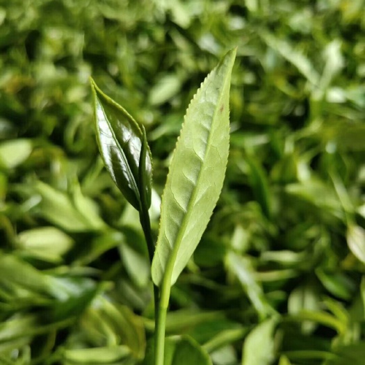 乳源县高山野生茶 广东第一峰野生山茶(野生移植茶）
