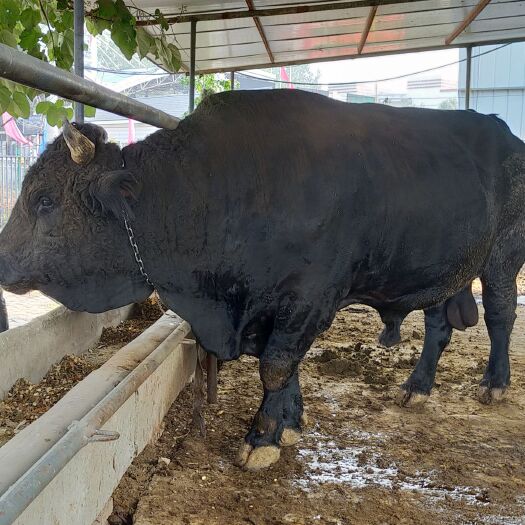 郓城县安格斯牛  安格斯种牛肉 小牛 牛犊 买十头送一头赠送铡草机和药物牧草
