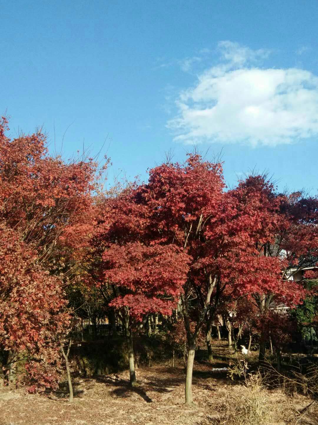 中國(guó)紅楓 8公分紅楓