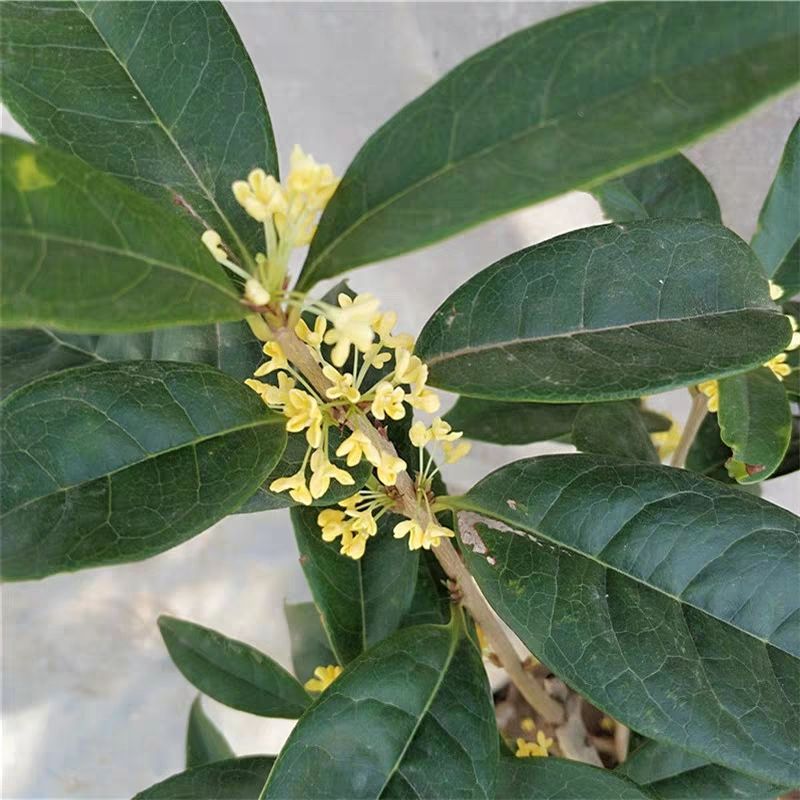 金桂  盆栽地栽都可以 当年开花 香味浓郁